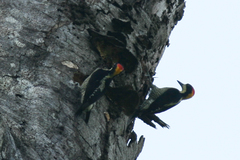Melanerpes pulcher