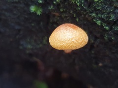 Gymnopilus ferruginosus