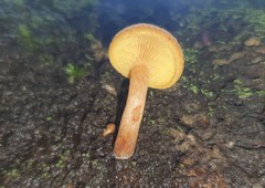 Gymnopilus ferruginosus
