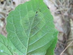 Cameraria hamameliella