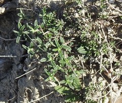 Helianthemum asperum