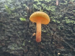 Gymnopilus ferruginosus
