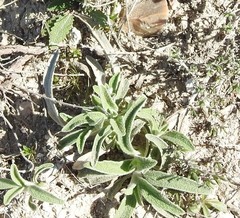 Phlomis lychnitis