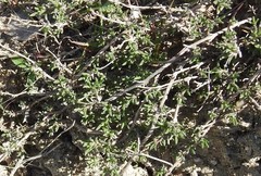 Thymus zygis sylvestris