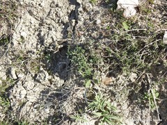 Helianthemum asperum