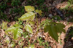Toxicodendron radicans negundo