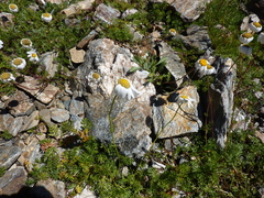 Tripleurospermum caucasicum