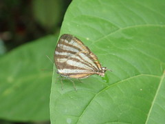 Arawacus aetolus
