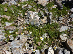 Tripleurospermum caucasicum