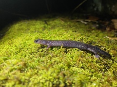 Plethodon jacksoni