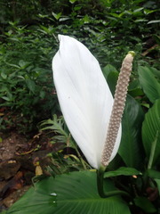 Spathiphyllum cannifolium