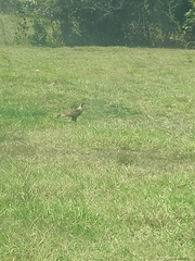 Caracara plancus