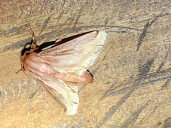 Perola villosipes