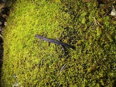 Plethodon jacksoni