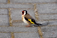 Carduelis carduelis britannica
