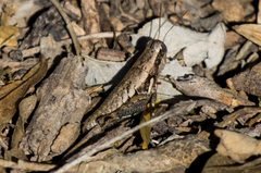 Paraidemona