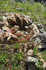 Tripleurospermum caucasicum