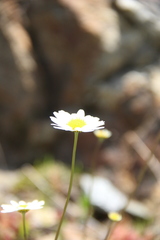 Tripleurospermum caucasicum