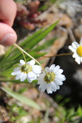 Tripleurospermum caucasicum