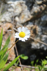 Tripleurospermum caucasicum