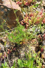 Tripleurospermum caucasicum