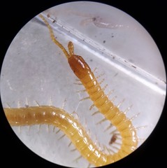 Geophilus varians