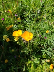 Eschscholzia lobbii