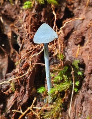 Entoloma virescens