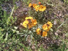 Erysimum × cheiri