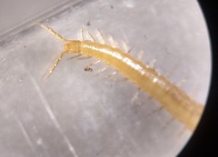 Geophilus varians