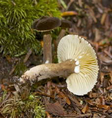 Lactarius lignyotellus