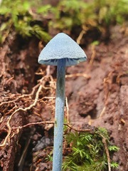 Entoloma virescens