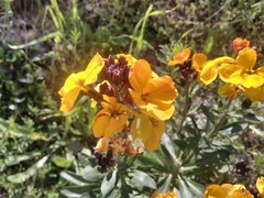 Erysimum × cheiri