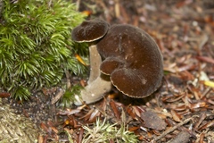 Lactarius lignyotellus