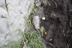 Tripleurospermum caucasicum