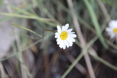 Tripleurospermum caucasicum