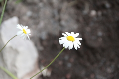 Tripleurospermum caucasicum