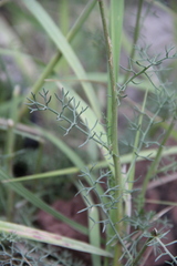 Tripleurospermum caucasicum