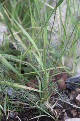 Tripleurospermum caucasicum