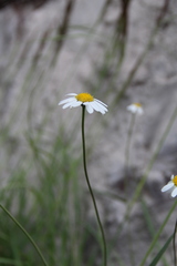 Tripleurospermum caucasicum