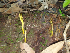 Clavulinopsis amoena