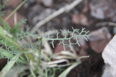Tripleurospermum caucasicum