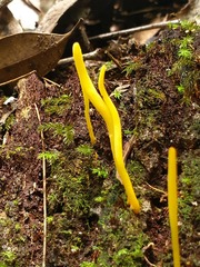 Clavulinopsis amoena