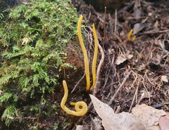 Clavulinopsis amoena