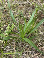 Eryngium yuccifolium