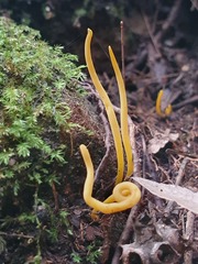 Clavulinopsis amoena