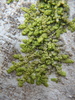 Flat-leaved Scalewort - Photo (c) Krylenko VV, some rights reserved (CC BY-NC), uploaded by Krylenko VV