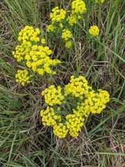 Euphorbia cyparissias
