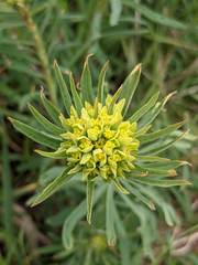 Euphorbia cyparissias