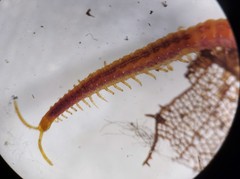Strigamia branneri